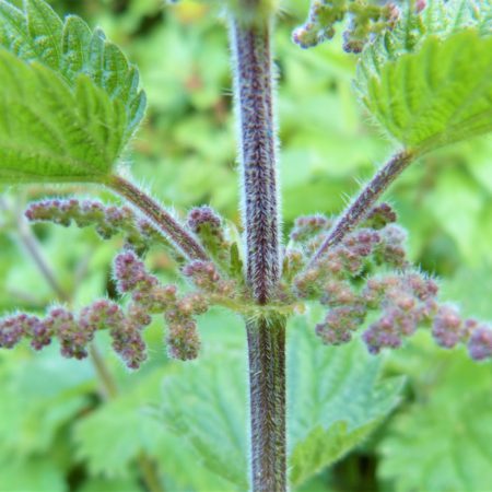Stinging Nettle Seeds