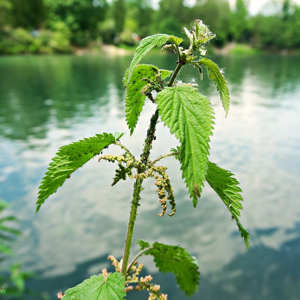 Covid-19: Stinging Nettle Lectin – People, Nature, and Data