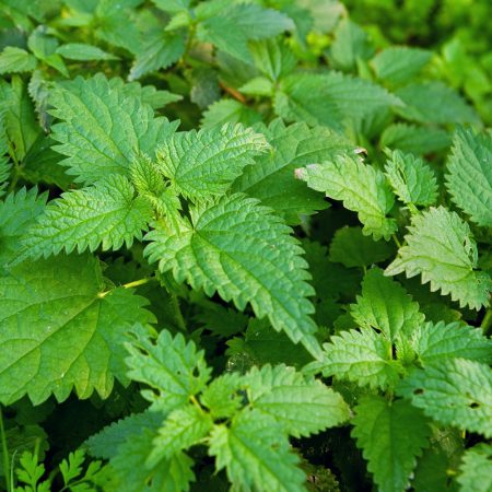 Stinging Nettle Seeds