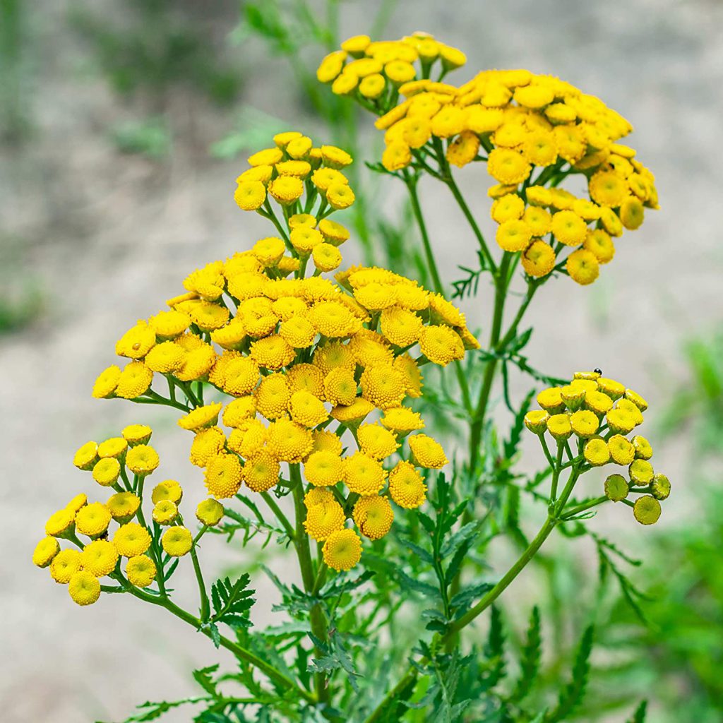 Tansy Fern Leaf Seeds