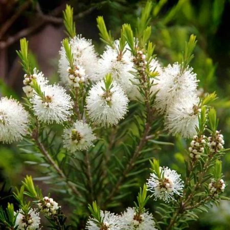 Tea Tree Seeds