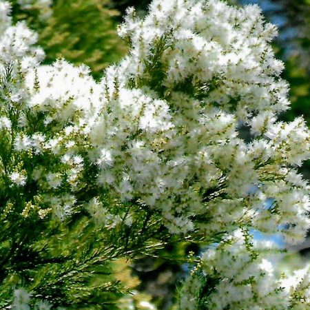 Tea Tree Seeds