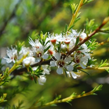Tea Tree Seeds