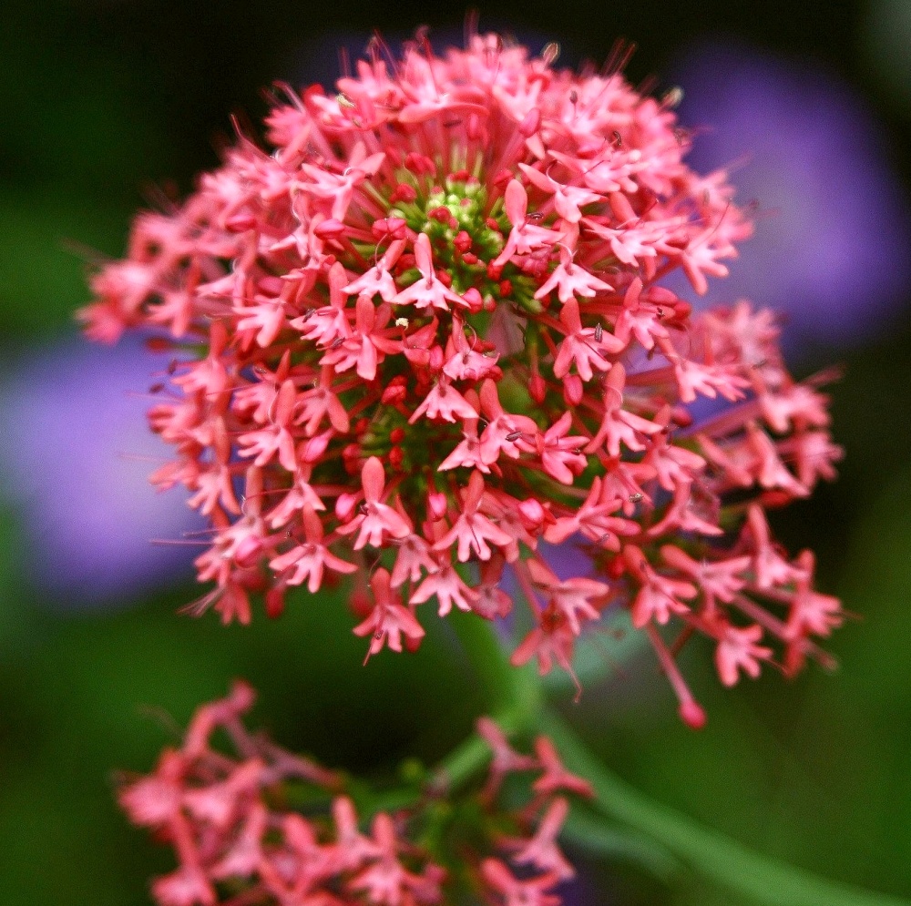 Valerian, Red Seeds