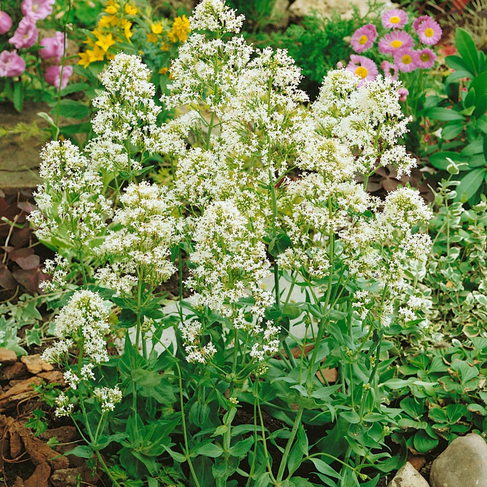 Valerian, White Seeds