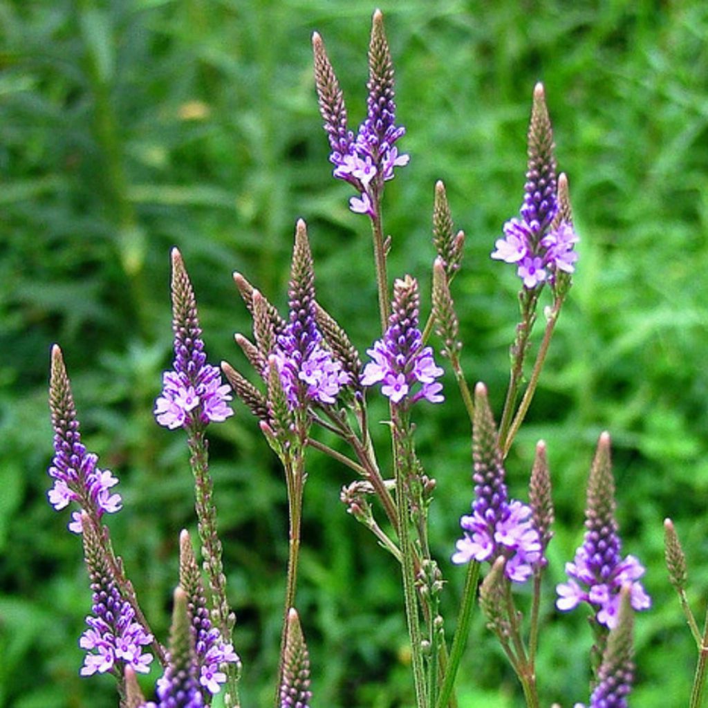 Vervain, Blue Seeds