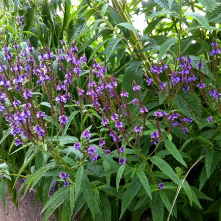 Vervain, Blue Seeds