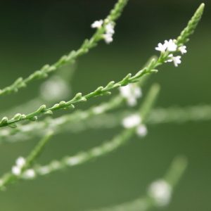 Vervain, White Seeds