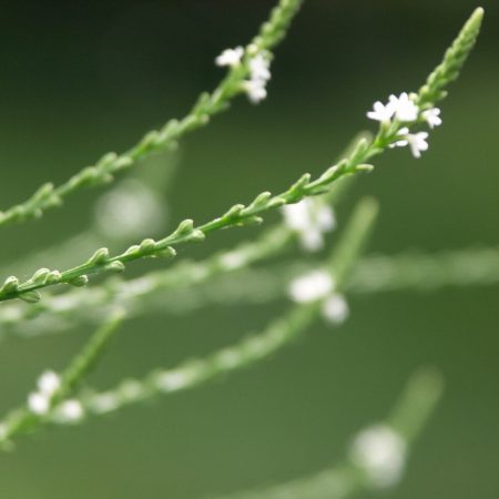 Vervain, White Seeds