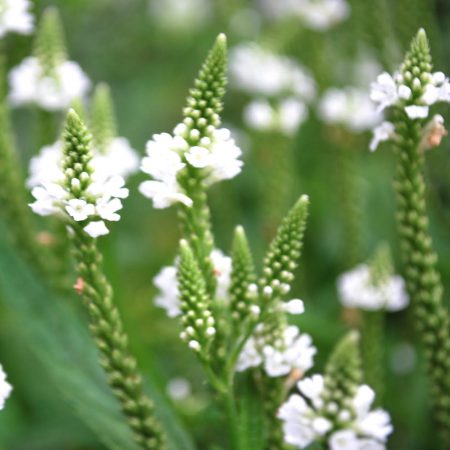 Vervain, White Seeds