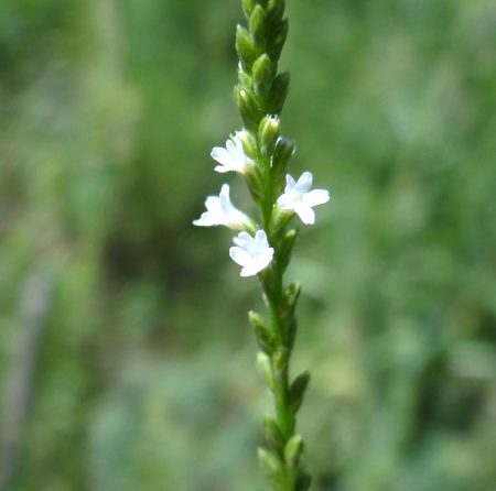 Vervain, White Seeds