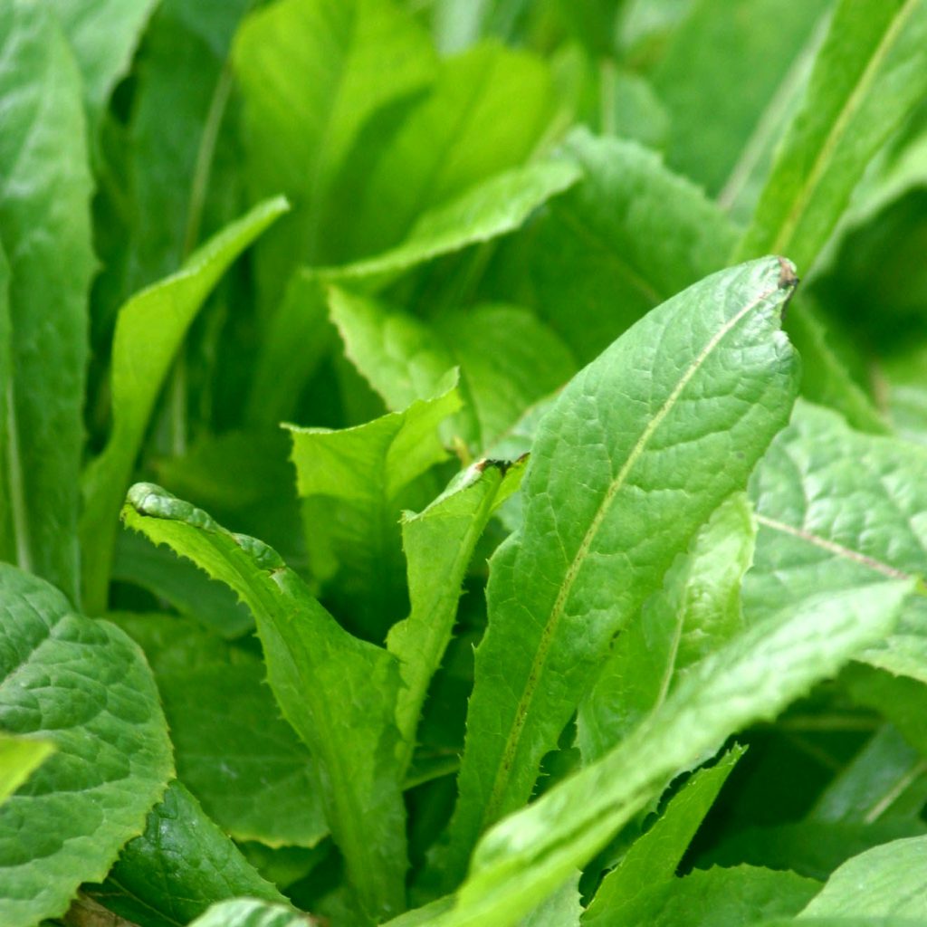 Wild Lettuce Seeds