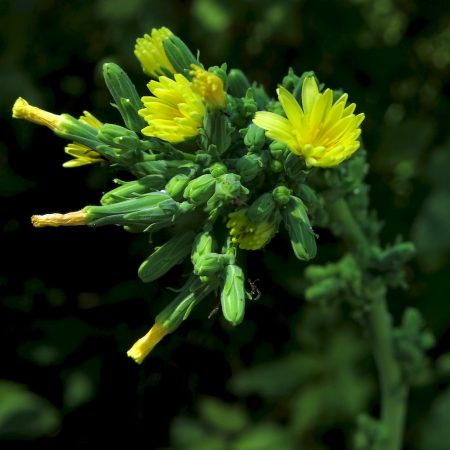 Wild Lettuce Seeds