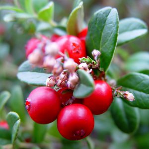 Wintergreen Seeds