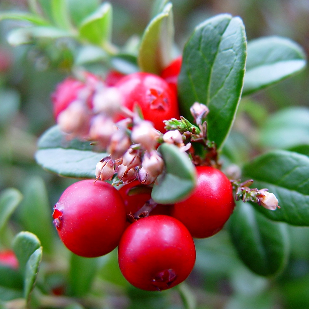 Wintergreen Seeds