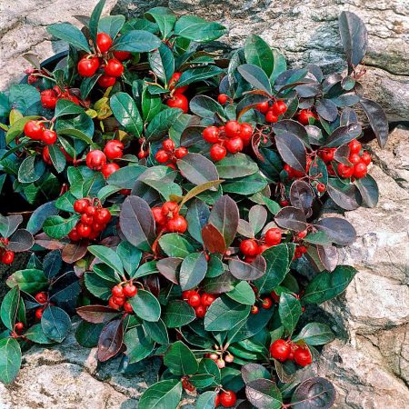 Wintergreen Seeds