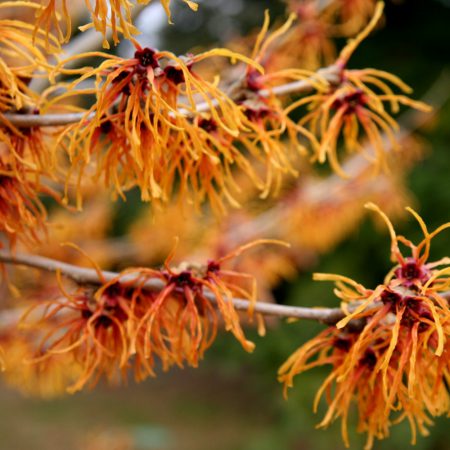 Witch Hazel Seeds