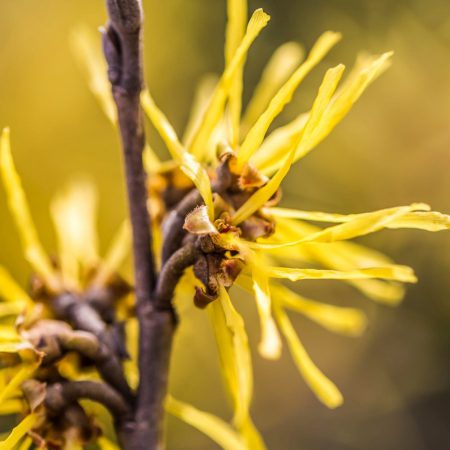 Witch Hazel Seeds