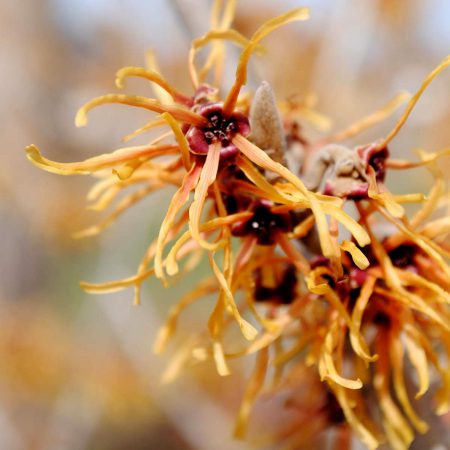 Witch Hazel Seeds