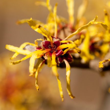 Witch Hazel Seeds