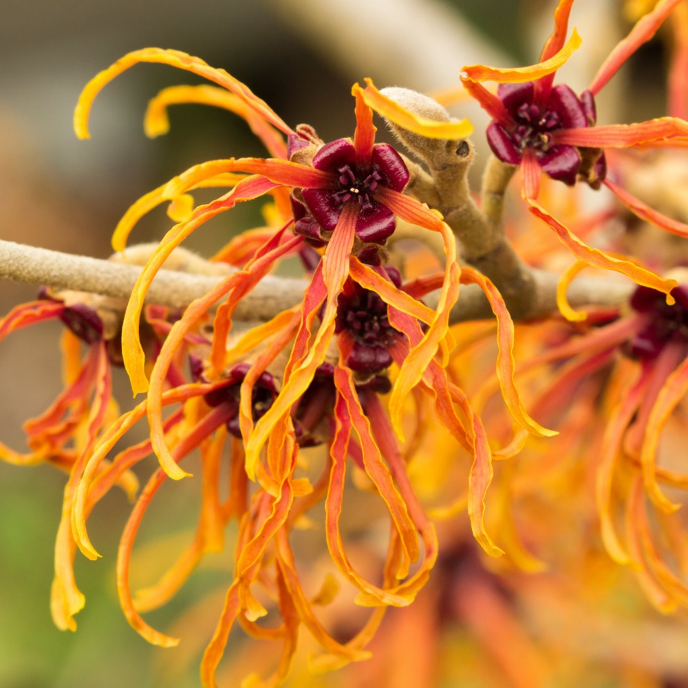 Witch Hazel Seeds