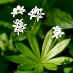 Woodruff, Sweet Seeds