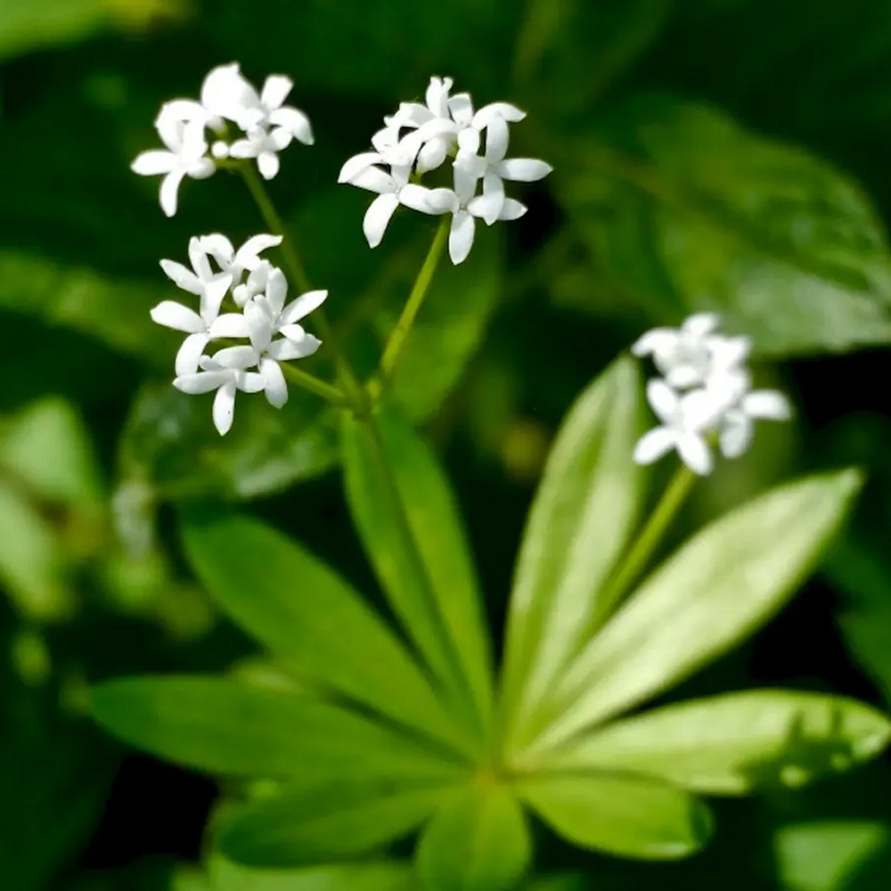 Woodruff, Sweet Seeds