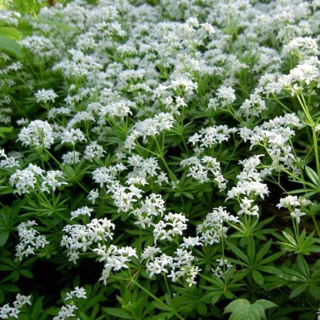 Woodruff, Sweet Seeds