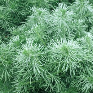 Wormwood, Silver Seeds