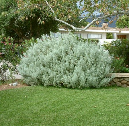 Wormwood, Silver Seeds