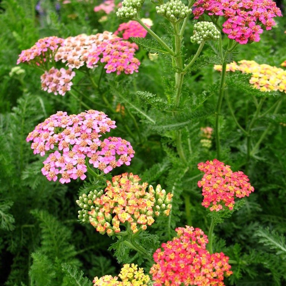 Yarrow, Debutante Pastel Seeds