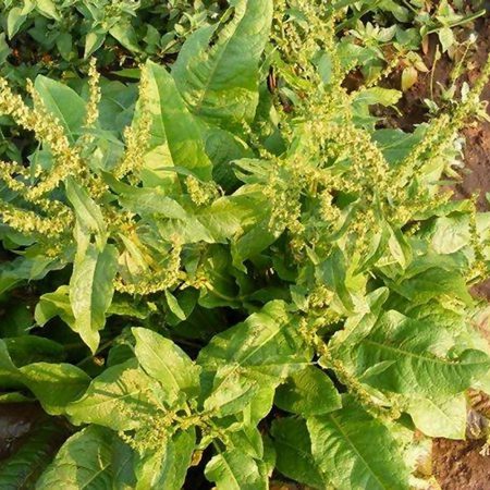 Yellow Dock Seeds