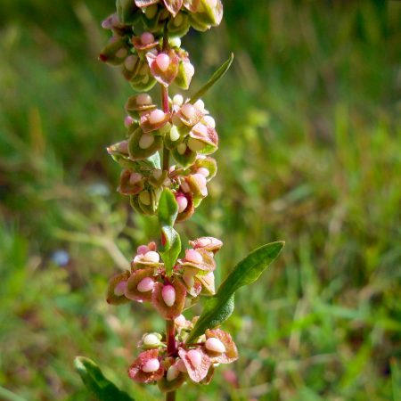 Yellow Dock Seeds