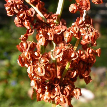 Yellow Dock Seeds