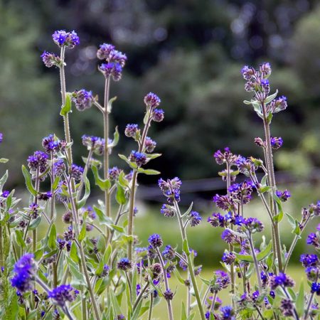 Alkanet Seeds