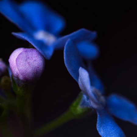 Alkanet Seeds