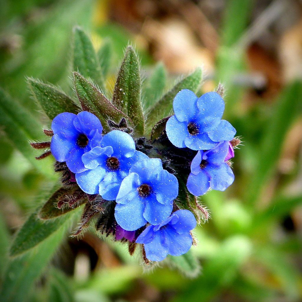 Alkanet Seeds