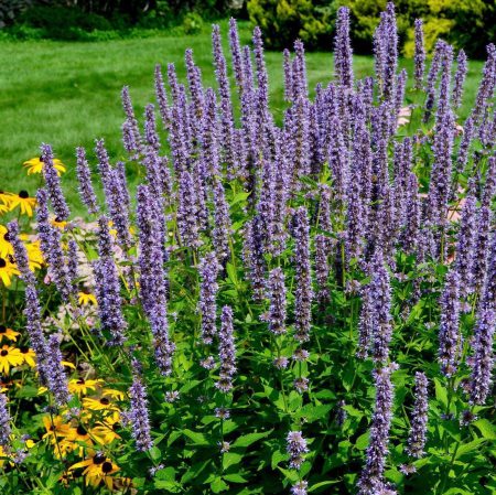 Anise Hyssop Seeds