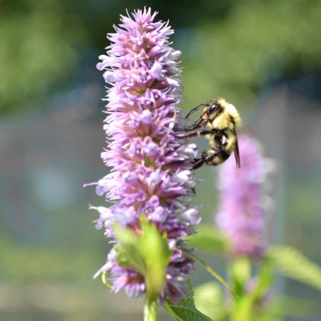 Anise Hyssop Seeds