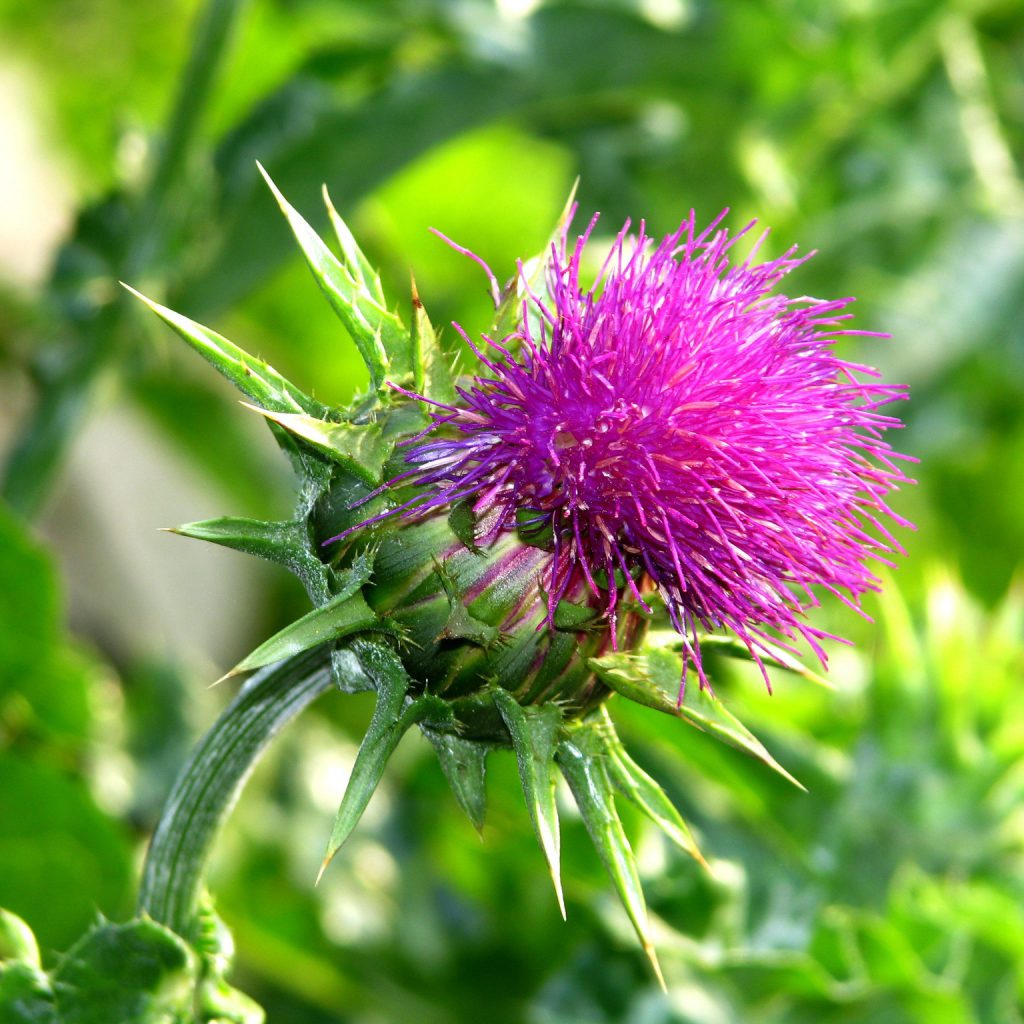 Blessed Thistle Seeds