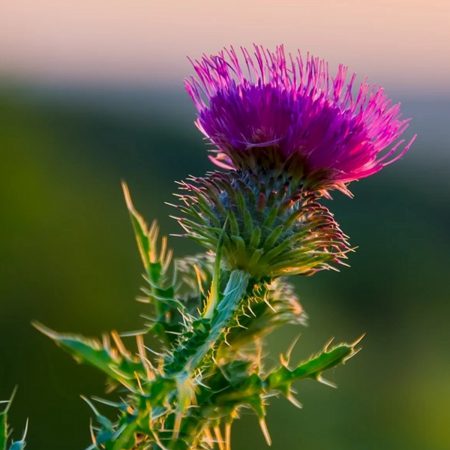 Blessed Thistle Seeds
