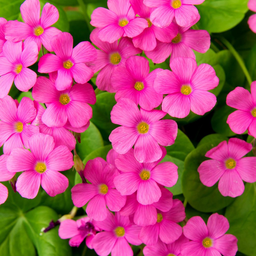 Ambrosia Feather Geranium Seeds