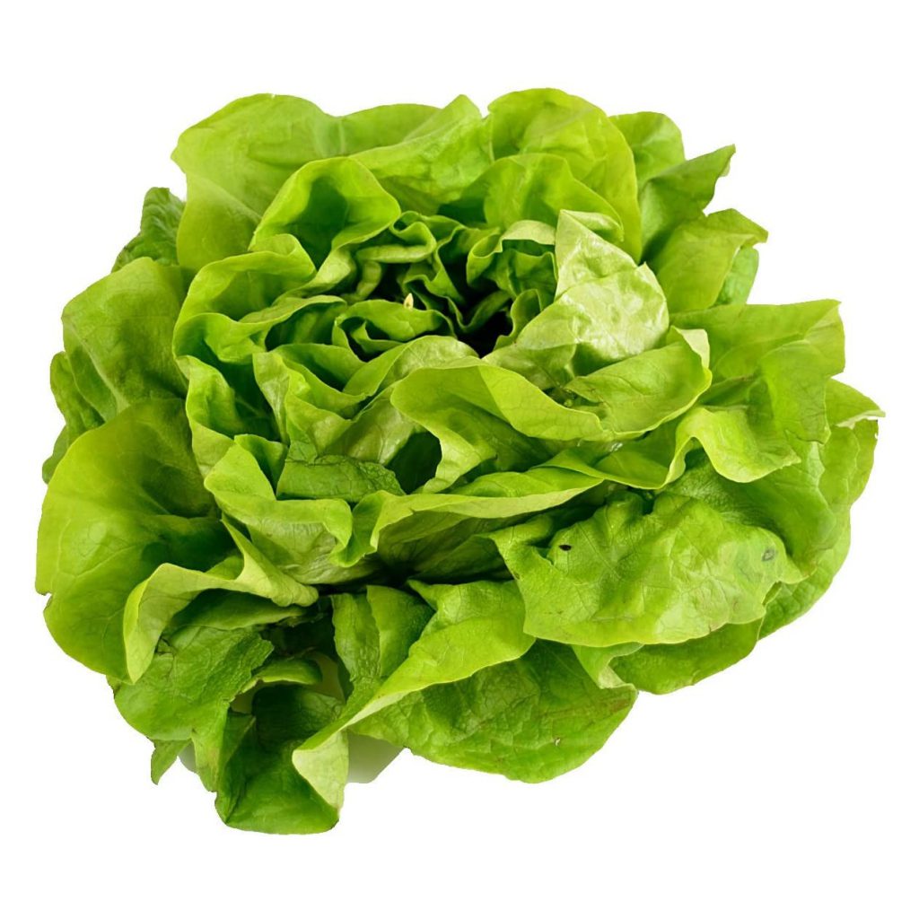 Lettuce, Butterhead Seeds