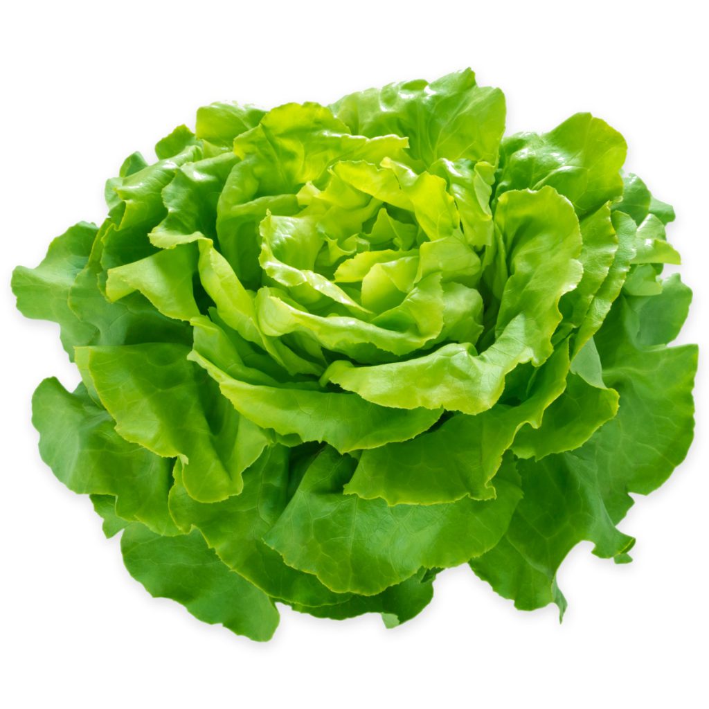 Lettuce, Winter, Belgian Seeds