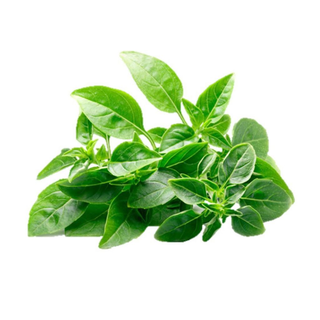 Basil, Spicy Globe, Minimum Seeds