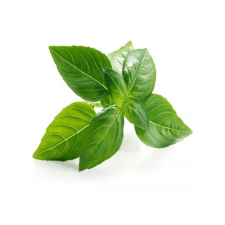 Basil, Italian, Sweet Napoletano Seeds