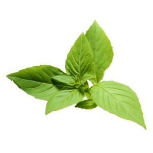 Basil, Lemon, Citriodorum Seeds