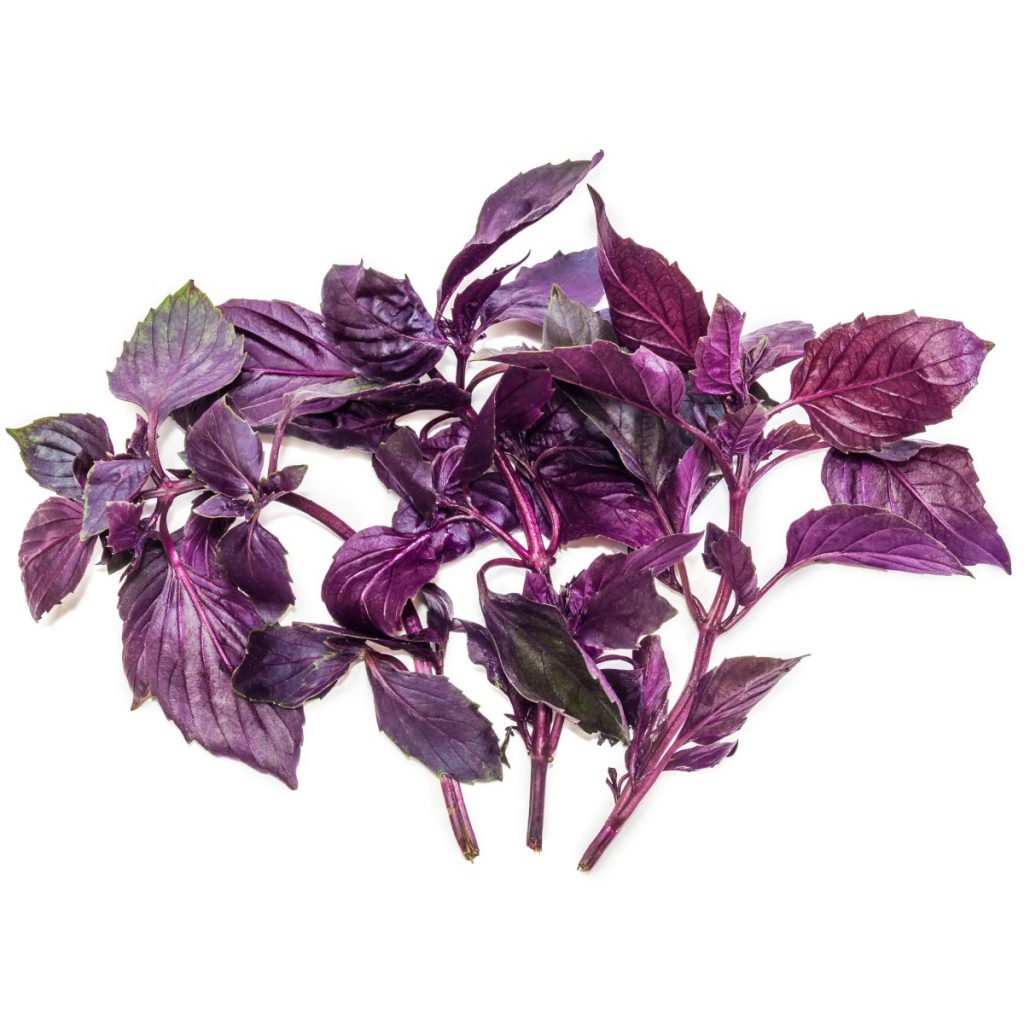 Basil, Ruffled Purple Seeds