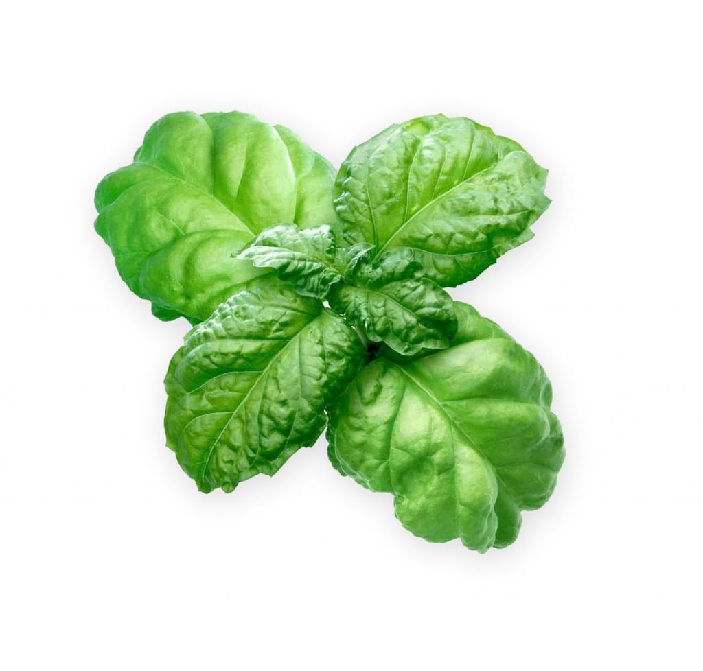 Basil, Ruffled Green Seeds