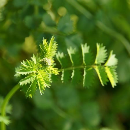 Burnet Salad Seeds